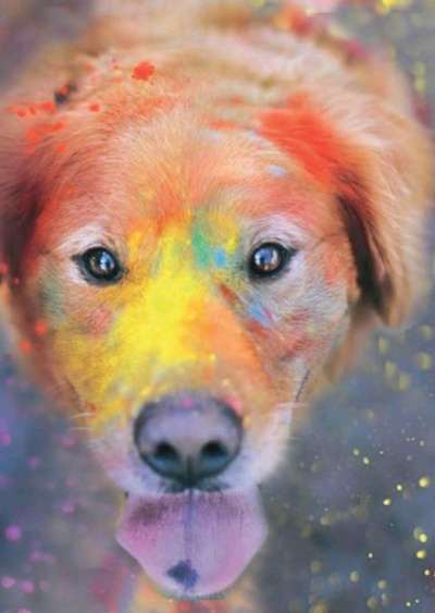 Догхантер. Радужный мост - Евгений Сафронов - Слушаем Лучшие Аудиокниги в Онлайн Библиотеке Бесплатно