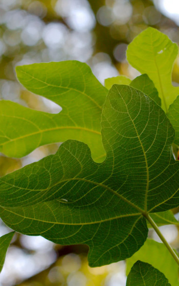 Без фигового листочка - Анатолий Мариенгоф - Слушаем Лучшие Аудиокниги в Онлайн Библиотеке Бесплатно